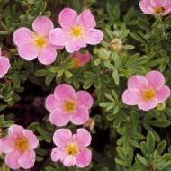 POTENTILLA PINK BEAUTY #5