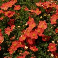 POTENTILLA RED ACE #1