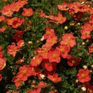 POTENTILLA RED ACE #2