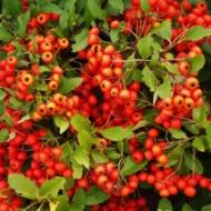 PYRACANTHA LOWBOY #5