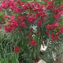 OLEANDER RED HARDY #5