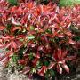 PHOTINIA REDTIP PATIO TREE #5