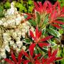 PIERIS MOUNTAIN FIRE #5