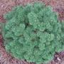 PINE MUGO SLOWMOUND #3