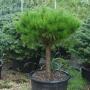 PINE TANYOSHO COMP PT #10