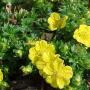 POTENTILLA CREEPING #1