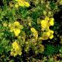 POTENTILLA JACKMANNI YELLOW #3