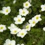 POTENTILLA MCKAYS WHITE #1