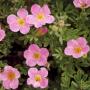 POTENTILLA PINK BEAUTY #1