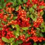 PYRACANTHA LOWBOY #5