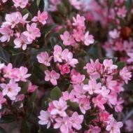 RHAPHIOLEPIS PINK LADY #1