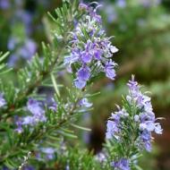 ROSEMARY ARP #1