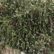 ROSEMARY CREEPING #5