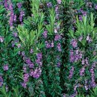 ROSEMARY UPRIGHT #1