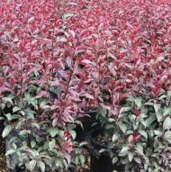 SAND CHERRY PRUNUS CISTENA #2