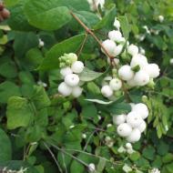 SNOWBERRY #5