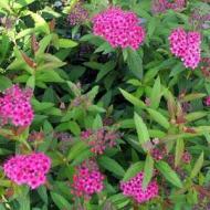 SPIRAEA ANTHONY WATERER #5