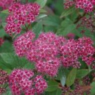 SPIRAEA NEON FLASH #5