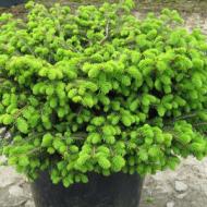 SPRUCE BIRD'S NEST #2