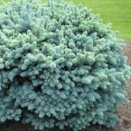 SPRUCE BLUE DWF GLOBE #2