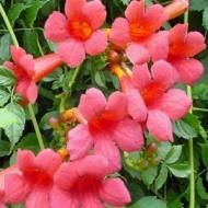 TRUMPET VINE MINNESOTA RED #1