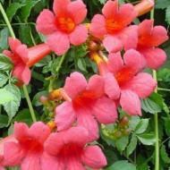 TRUMPET VINE MINNESOTA RED #5