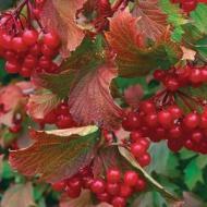 VIBURNUM CRANBERRY BUSH DWF #5