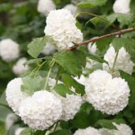 VIBURNUM EASTERN SNOWBALL #5