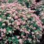 SPIRAEA LITTLE PRINCESS #5