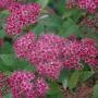 SPIRAEA NEON FLASH #5