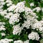 SPIRAEA SNOWMOUND #5