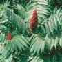 SUMAC STAGHORN #5