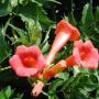 TRUMPET CREEPER RED #5