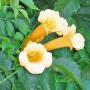 TRUMPET CREEPER YELLOW #5