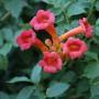 TRUMPET VINE MADAME GALEN #1