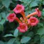 TRUMPET VINE MADAME GALEN #5