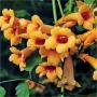 TRUMPET VINE TANGO #5