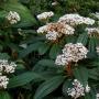 VIBURNUM DAVID #5