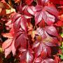 VIRGINIA CREEPER #1