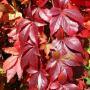 VIRGINIA CREEPER #2