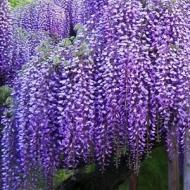 WISTERIA BLUE MOON #5