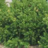 YEW DENSE SPREADING #5