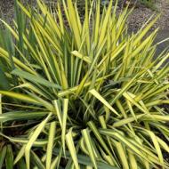 YUCCA FILAMENTOSA COLOR GUARD #3