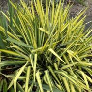YUCCA FILAMENTOSA COLOR GUARD #5