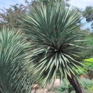 PRODUCT CATEGORIES - YUCCA MOUNTAIN SCHOTTII #5