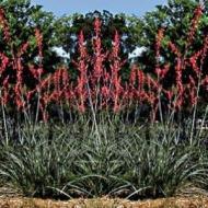 YUCCA GIANT HESPERALOE #5