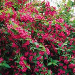 WEIGELA JAVA RED #5