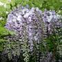 WISTERIA CHINESE #1