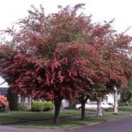 HAWTHORN PAUL'S SCARLET #15