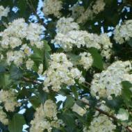 HAWTHORN WASHINGTON 2 1/2"